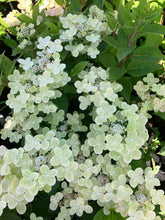 Load image into Gallery viewer, Early Evolution Panicle Hydrangea