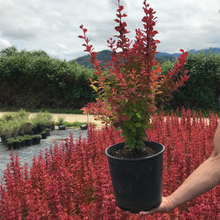 Load image into Gallery viewer, Orange Rocket Barberry