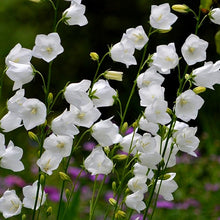 Load image into Gallery viewer, Peachleaf Bellflower 'Takion White'