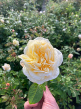 Load image into Gallery viewer, Moonlight Romantica® Rose