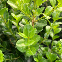 Load image into Gallery viewer, Wintergreen Boxwood