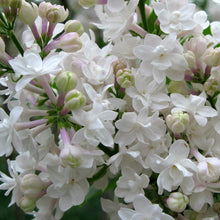 Load image into Gallery viewer, Beauty of Moscow Lilac