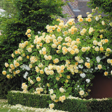 Load image into Gallery viewer, Teasing Georgia® Rose