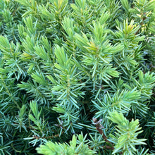 Load image into Gallery viewer, Blue Pacific Shore Juniper