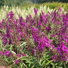 Load image into Gallery viewer, Butterfly Bush ‘Buzz Magenta’