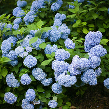 Load image into Gallery viewer, Hydrangea All Summer Beauty