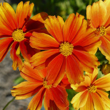 Load image into Gallery viewer, Coreopsis Darling Clementine