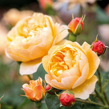 Load image into Gallery viewer, Roald Dahl Rose