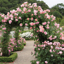 Load image into Gallery viewer, Strawberry Hill Rose