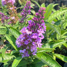Load image into Gallery viewer, Pugster® Amethyst Butterfly Bush