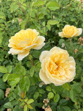 Load image into Gallery viewer, Moonlight Romantica® Rose