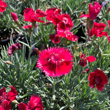 Load image into Gallery viewer, Dianthus 'Fire Star'