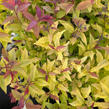 Load image into Gallery viewer, Spirea 'Gold Flame'