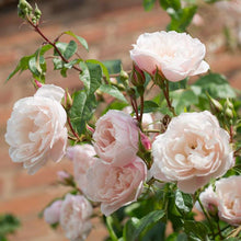 Load image into Gallery viewer, The Generous Gardener® Rose (Bare Root)