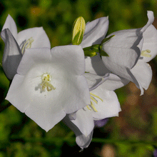Load image into Gallery viewer, Peachleaf Bellflower 'Takion White'