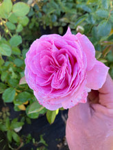 Load image into Gallery viewer, Summer Romance Parfuma® Rose