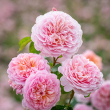 Load image into Gallery viewer, Eustacia Vye Rose