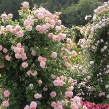 Load image into Gallery viewer, Strawberry Hill Rose