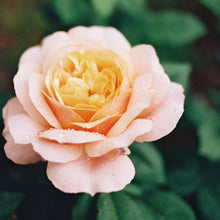 Load image into Gallery viewer, 'State of Grace’ Rose