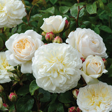 Load image into Gallery viewer, Tranquility Rose (Bare Root)