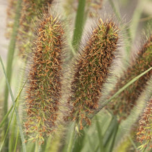 Load image into Gallery viewer, Ginger Love Fountain Grass