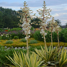 Load image into Gallery viewer, Color Guard Yucca
