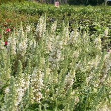 Load image into Gallery viewer, Buzz® Ivory Butterfly Bush