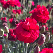 Load image into Gallery viewer, Dianthus Early Bird™ Radiance