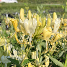 Load image into Gallery viewer, Scentsation' Honeysuckle