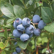 Load image into Gallery viewer, Reka Blueberry