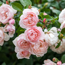 Load image into Gallery viewer, The Generous Gardener® Rose (Bare Root)