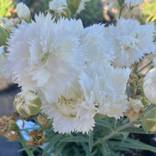 Load image into Gallery viewer, Dianthus ‘Early Bird Frosty’