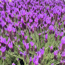 Load image into Gallery viewer, Spanish Lavender 'Otto Quast'
