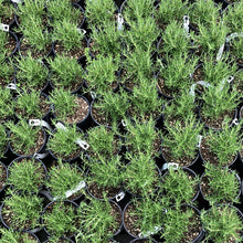 Load image into Gallery viewer, Huntington Carpet Rosemary