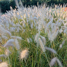 Load image into Gallery viewer, Dwarf Fountain Grass 'Hameln'