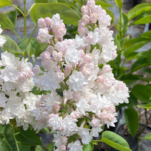 Load image into Gallery viewer, Beauty of Moscow Lilac