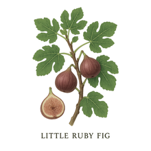 Load image into Gallery viewer, Little Ruby Fig
