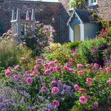 Load image into Gallery viewer, Princess Alexandra of Kent Rose (Bare Root)