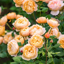 Load image into Gallery viewer, Roald Dahl Rose