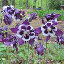 Load image into Gallery viewer, Columbine Winky Purple &amp; White