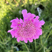 Load image into Gallery viewer, Pink Mist Pincushion Flower