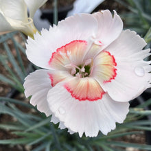 Load image into Gallery viewer, American Pie™ Georgia Peach Dianthus