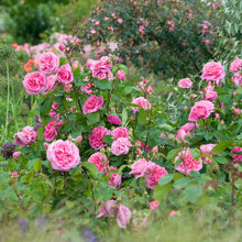 Load image into Gallery viewer, Gertrude Jekyll Rose (Bare Root)