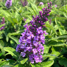 Load image into Gallery viewer, Pugster® Amethyst Butterfly Bush