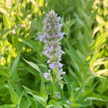 Load image into Gallery viewer, Blue Fortune Hyssop