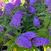 Load image into Gallery viewer, Pugster® Amethyst Butterfly Bush
