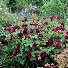 Load image into Gallery viewer, Munstead Wood Rose (Bare Root)