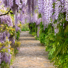 Load image into Gallery viewer, Blue Moon Wisteria