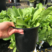 Load image into Gallery viewer, Calendula