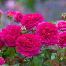 Load image into Gallery viewer, Gabriel Oak Rose (Bare Root)